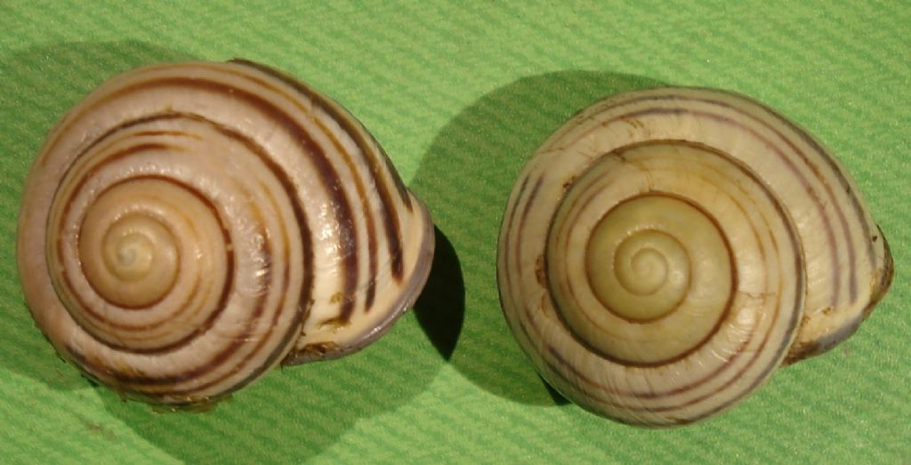 Cepaea nemoralis: dov'' il suo limite sud?