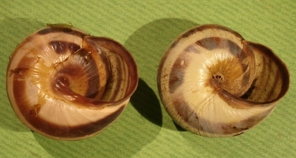 Cepaea nemoralis: dov'' il suo limite sud?