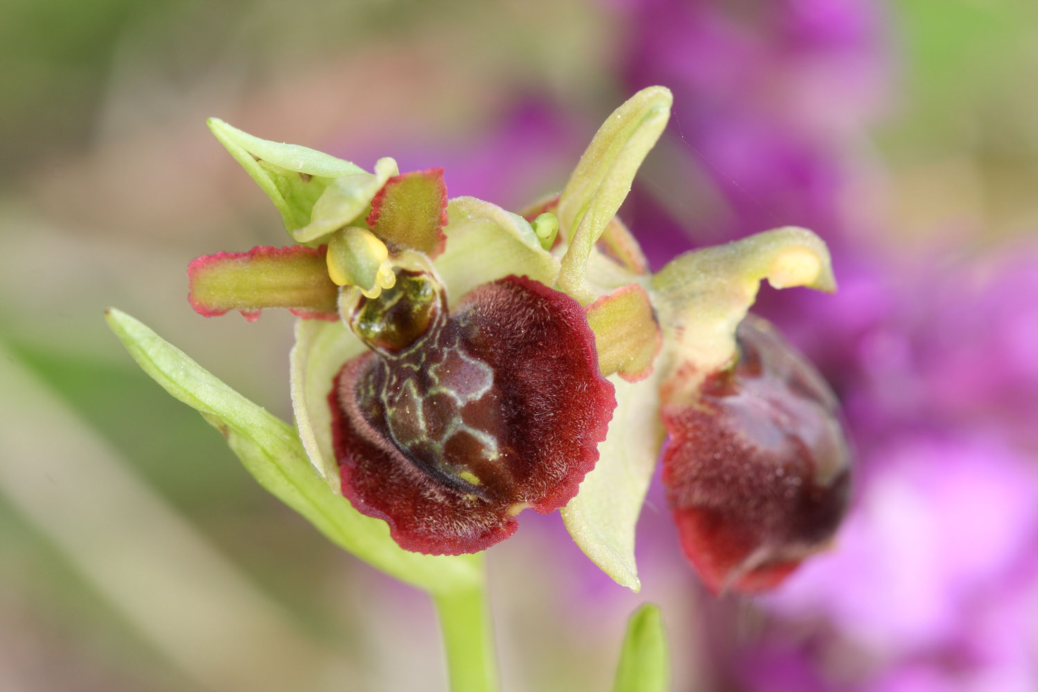 Ophrys tarquinia