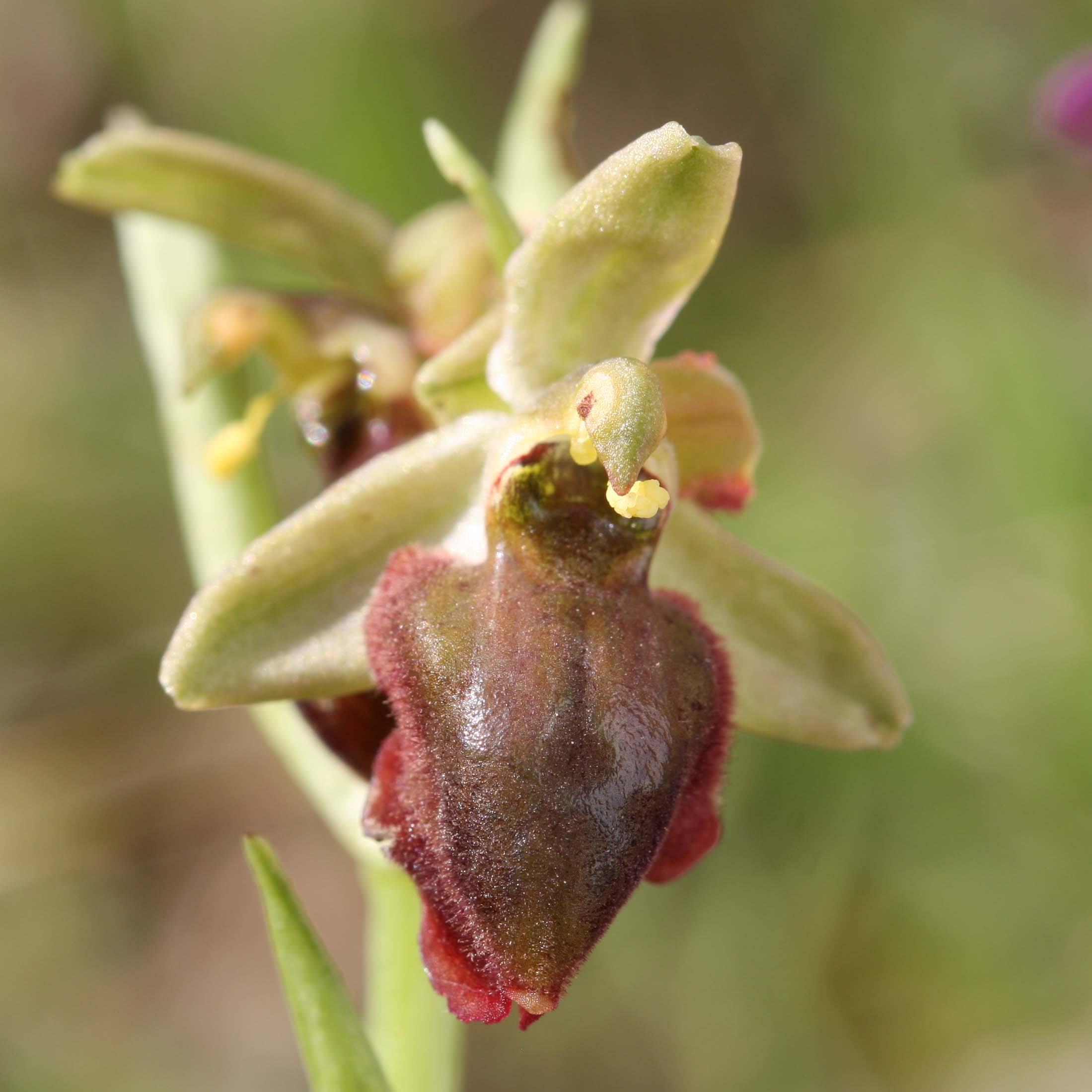 Ophrys tarquinia