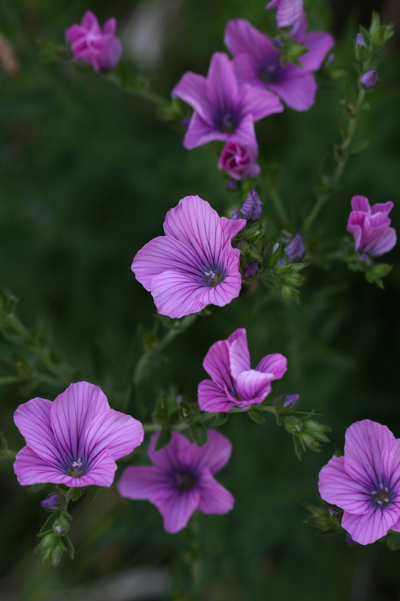 Linum viscosum / Lino malvino