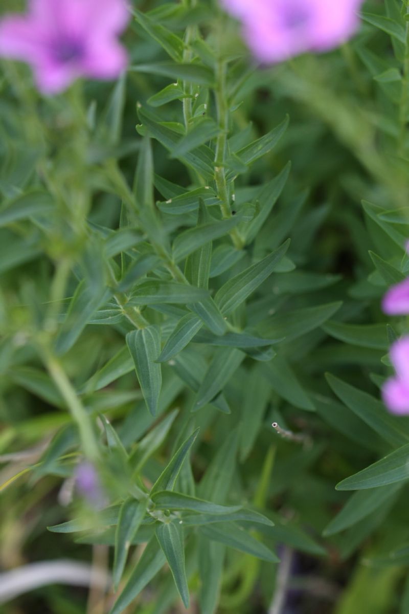 Linum viscosum / Lino malvino