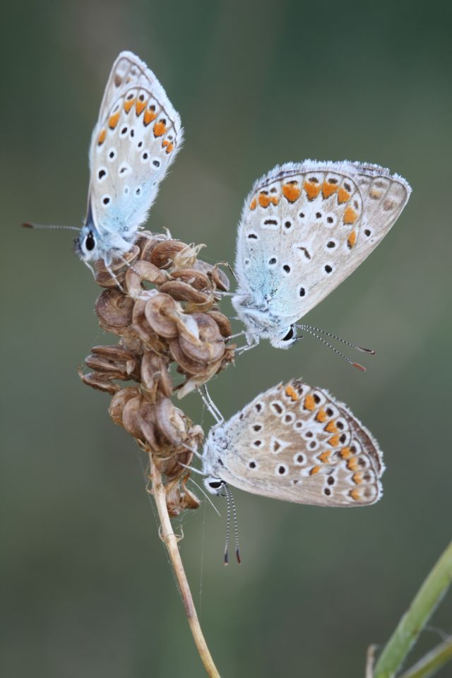 Identificazione - Polyommatus sp.