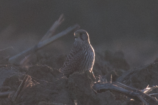 Identificazione: Gheppio?