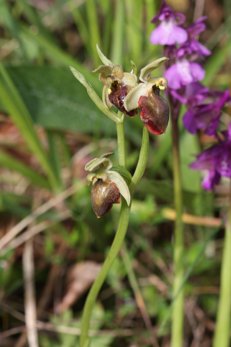 Ophrys tarquinia