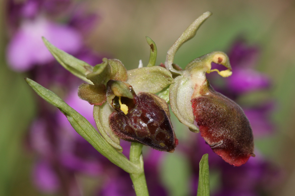 Ophrys tarquinia