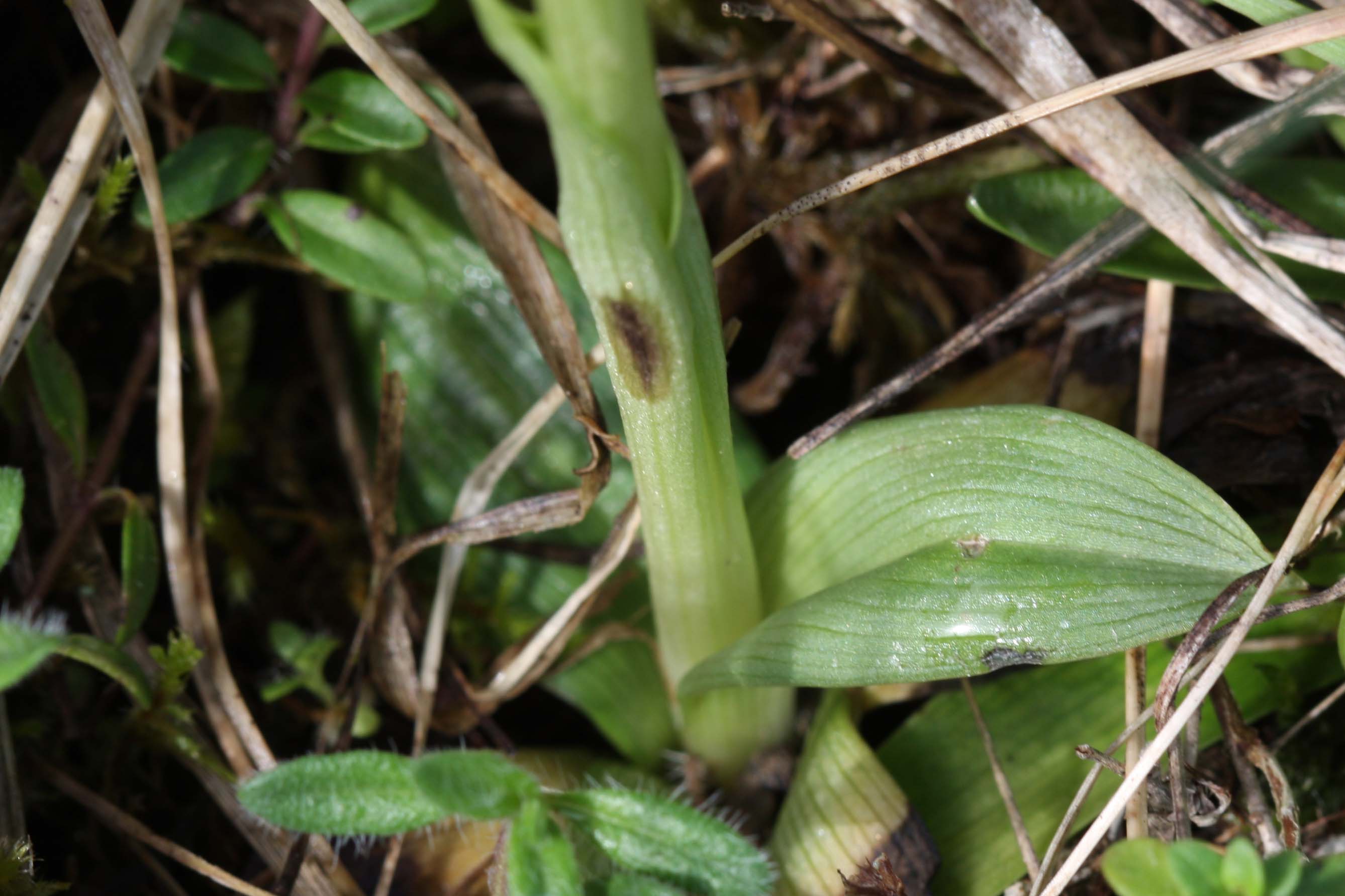 Ophrys tarquinia