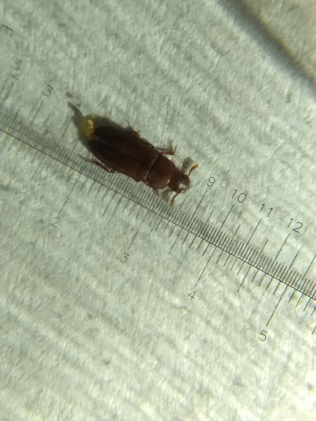 Di quale insetto si tratta?  Tribolium sp. (Tenebrionidae)