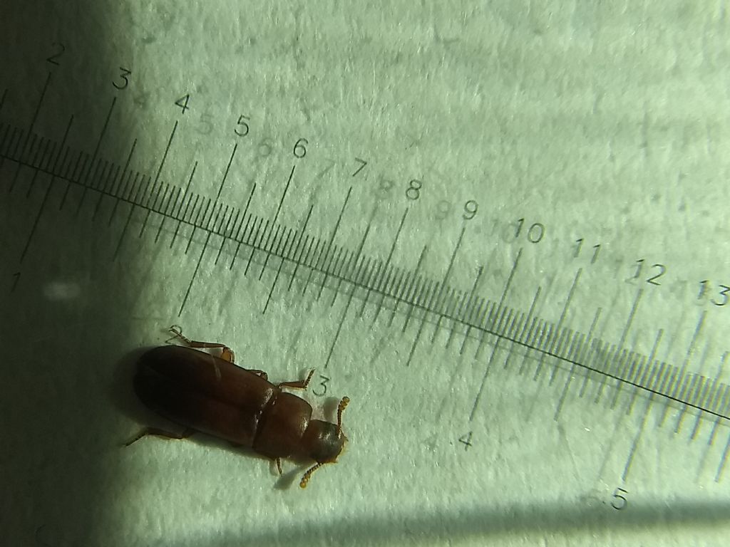 Di quale insetto si tratta?  Tribolium sp. (Tenebrionidae)