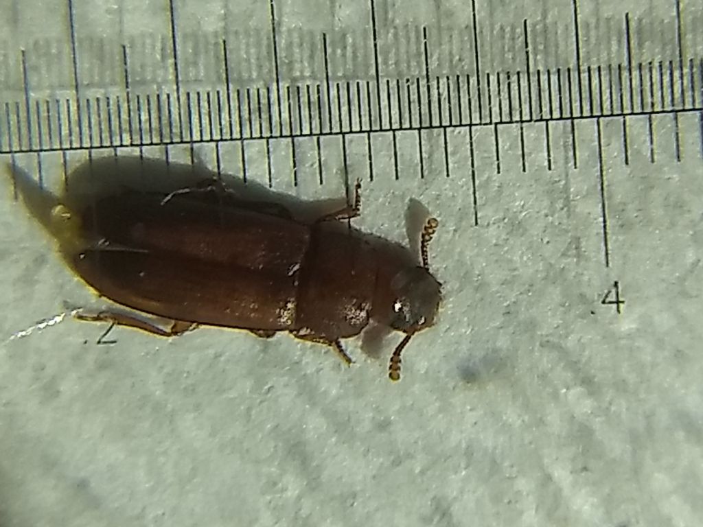 Di quale insetto si tratta?  Tribolium sp. (Tenebrionidae)