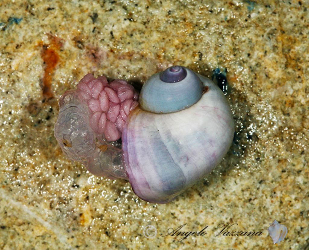 Janthina pallida