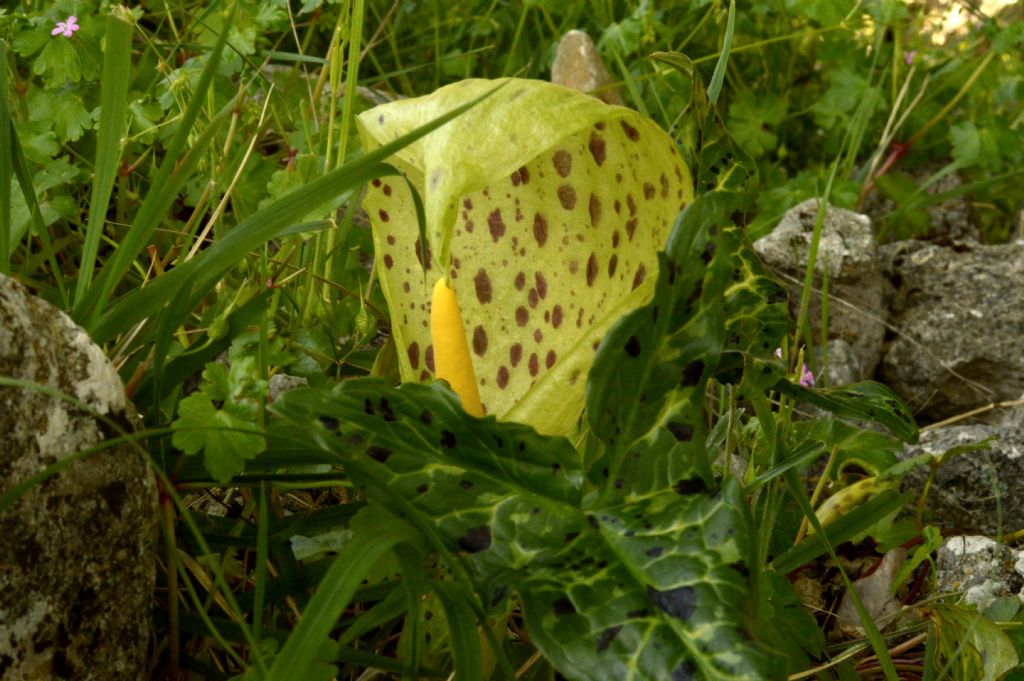 Arum maculatum