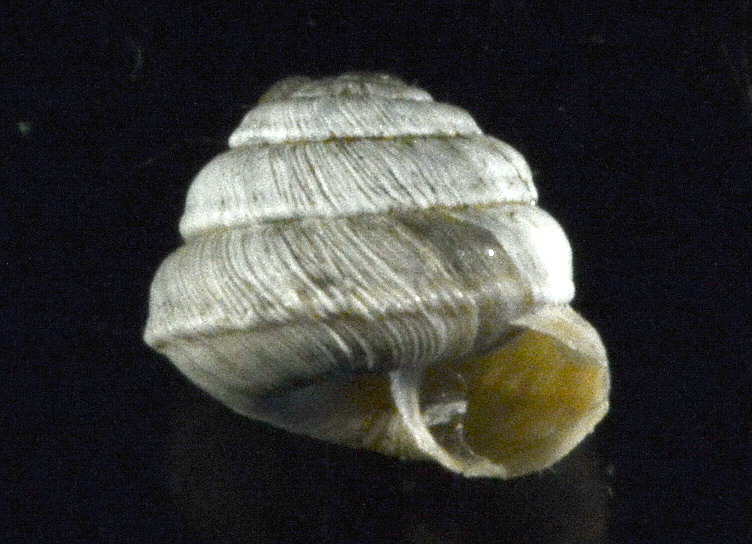 Anomalie in Candidula cavannae