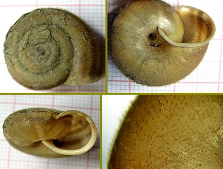 Chilostoma (Campylea) in Italia