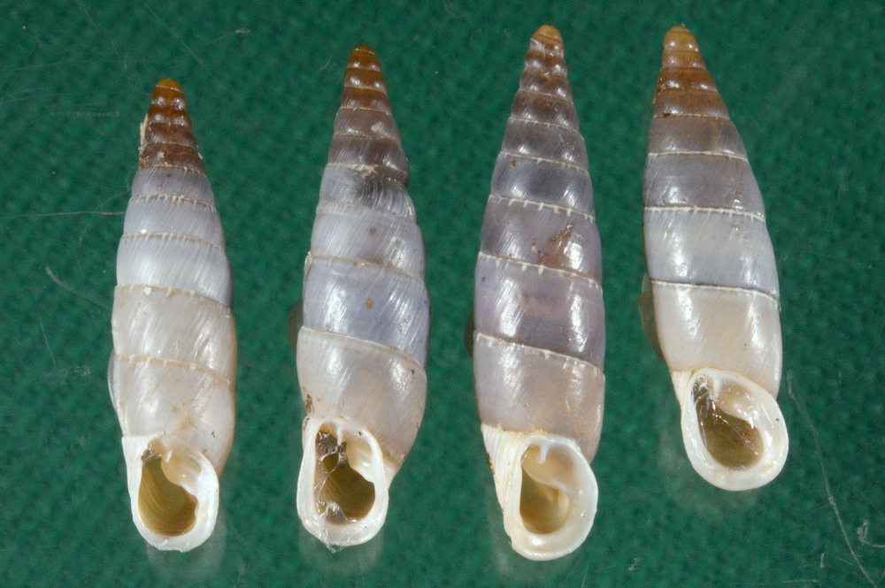 Cos''è Leucostigma candidescens opalina?