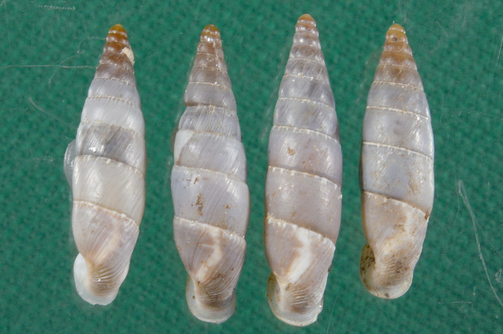 Cos''è Leucostigma candidescens opalina?