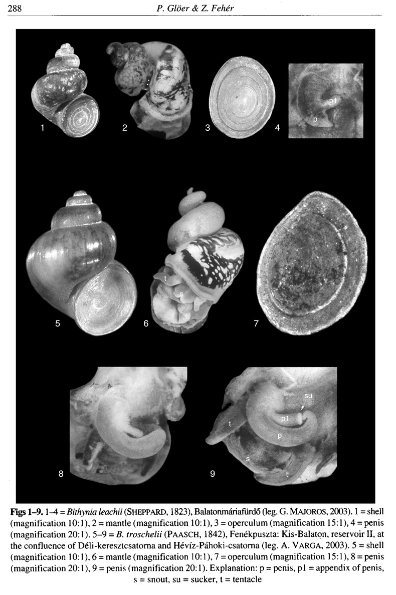 Ancora Bithynia