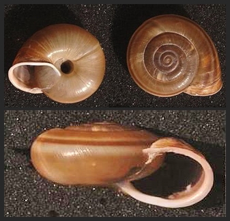 Chilostoma (Campylea) in Italia