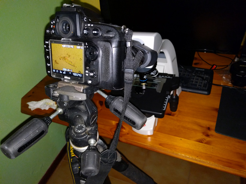 Oggi nuovo microscopio e prima foto