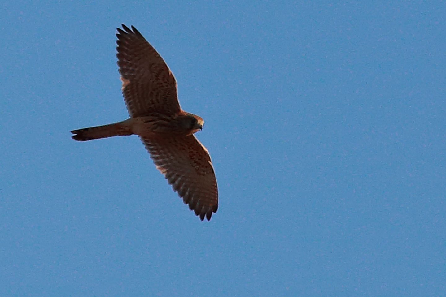 Rapace siciliano:  Gheppio