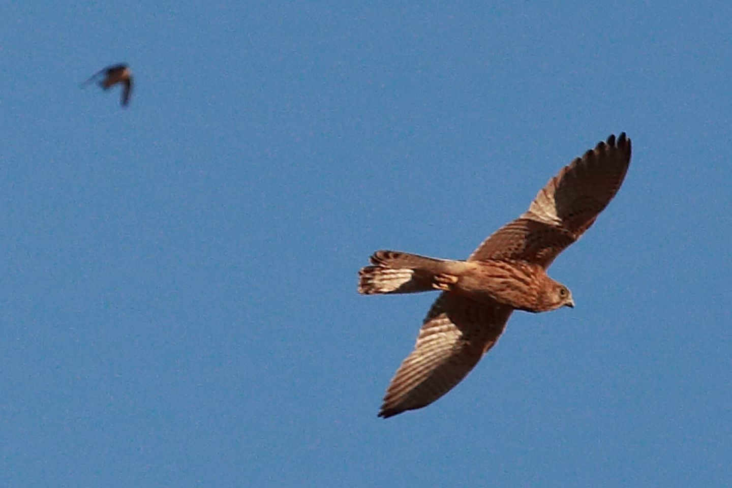 Rapace siciliano:  Gheppio