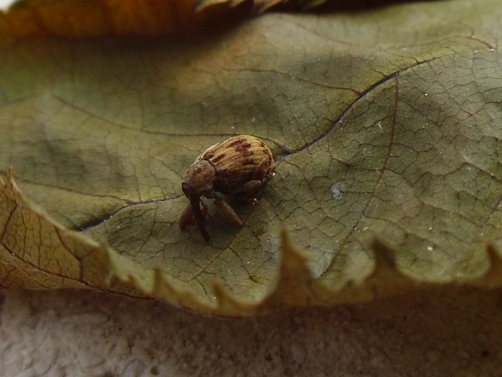 Curculionidae, ma quale specie?!-Anthonomus cf. rectirostris