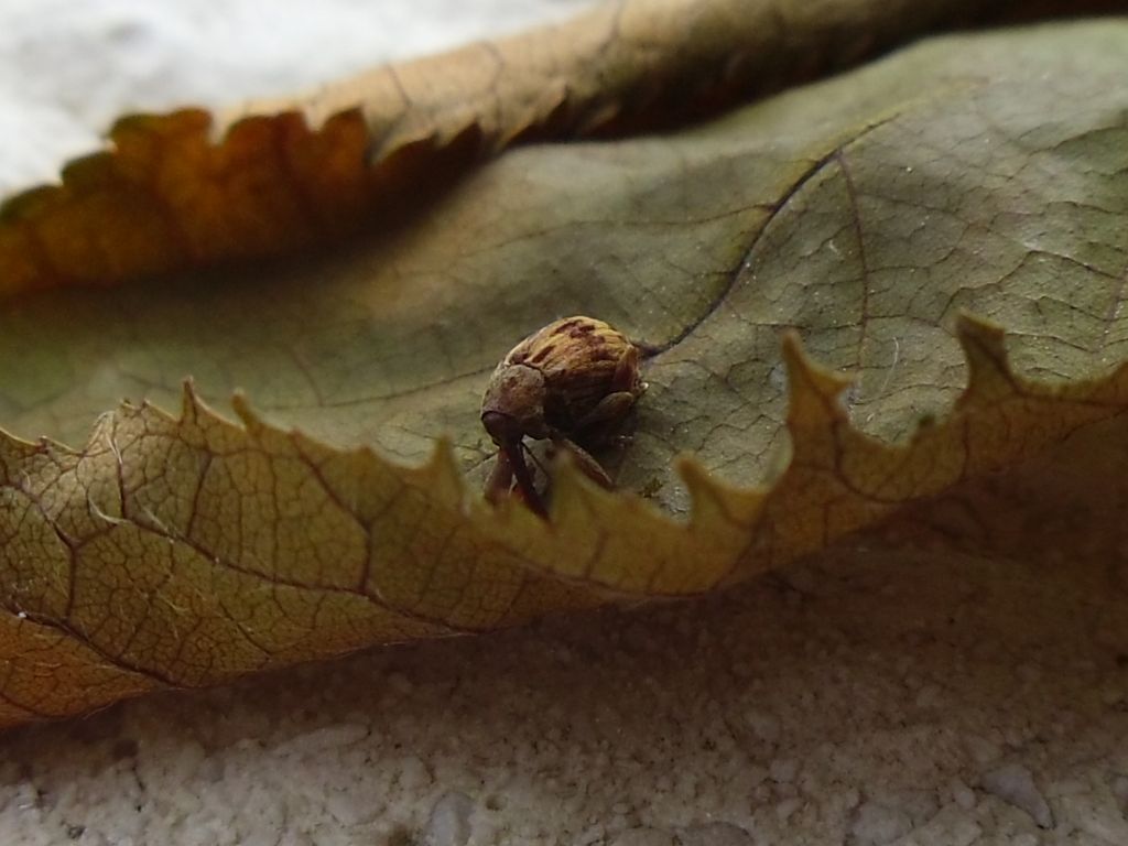 Curculionidae, ma quale specie?!-Anthonomus cf. rectirostris