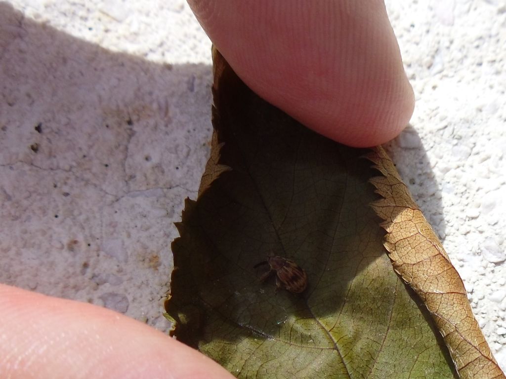 Curculionidae, ma quale specie?!-Anthonomus cf. rectirostris