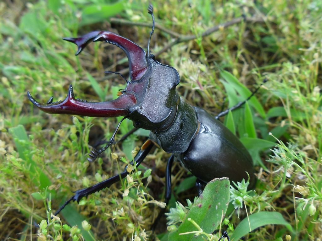 Magnifico Lucanus cervus (cervo volante)