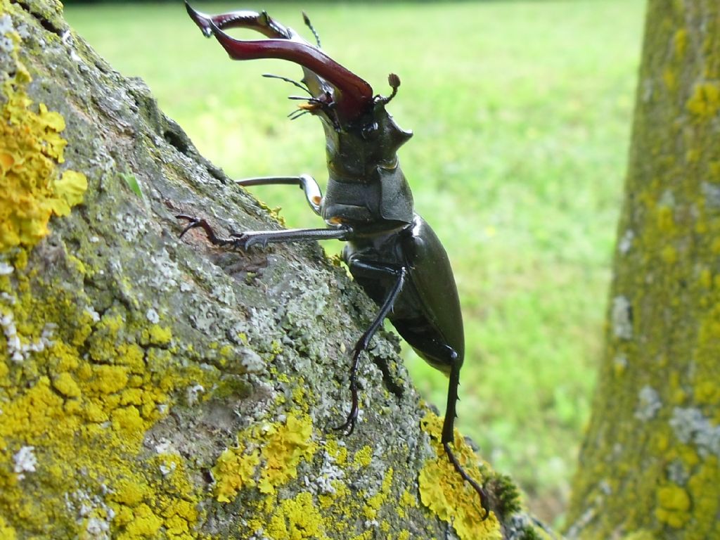 Magnifico Lucanus cervus (cervo volante)