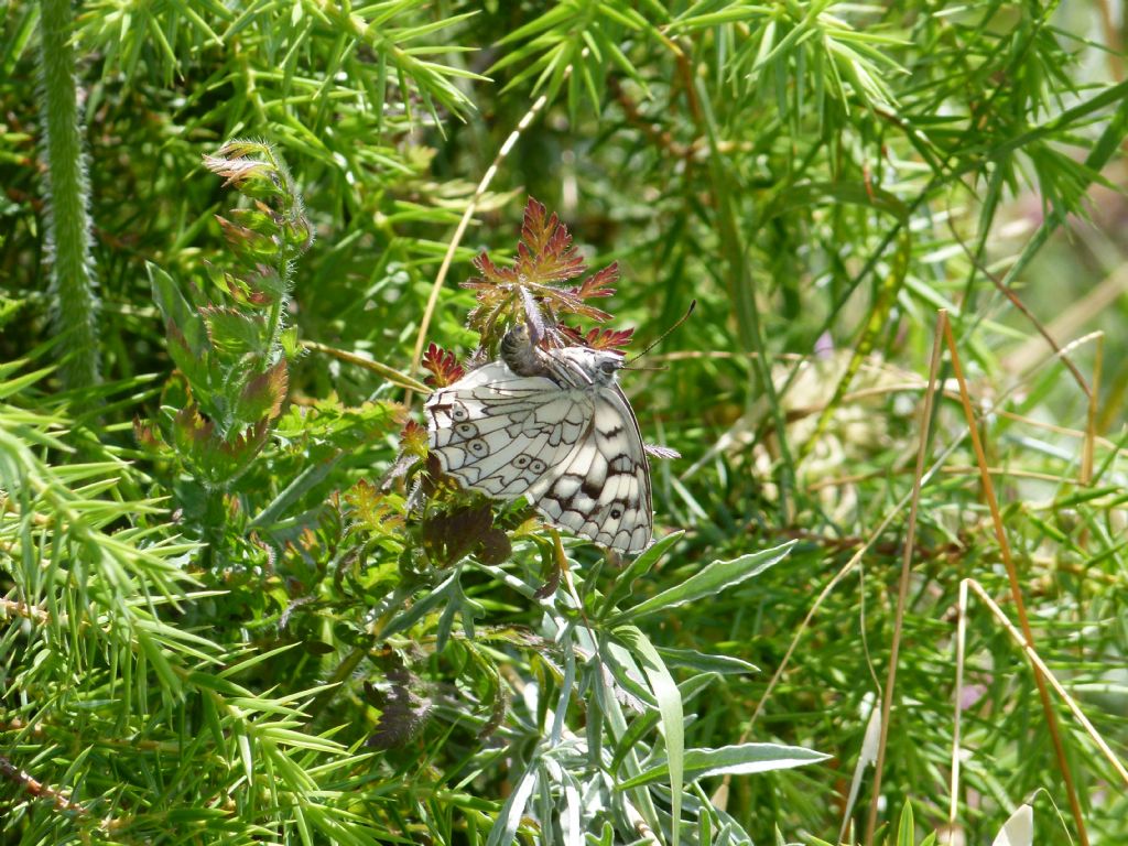 Farfalle da identificare