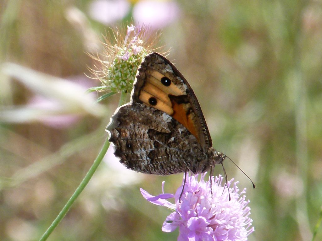 Farfalle da identificare