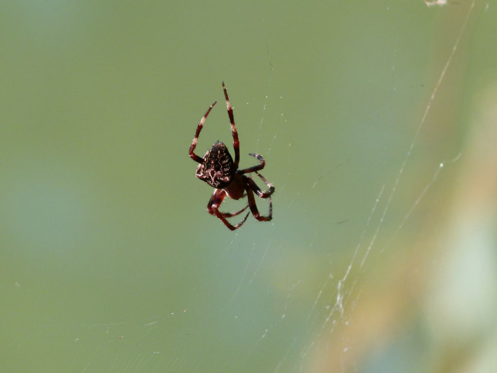 Araneus angulatus e Aculepeira armida -