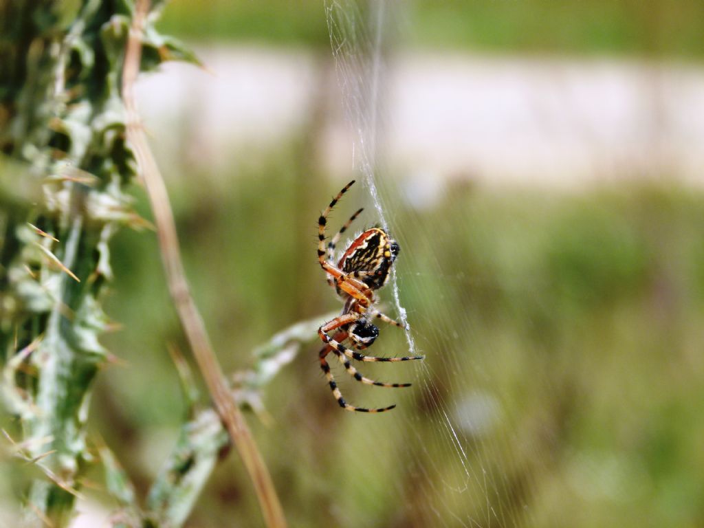 Araneus angulatus e Aculepeira armida -