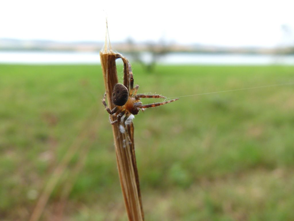 Aiuto identificazione ragno