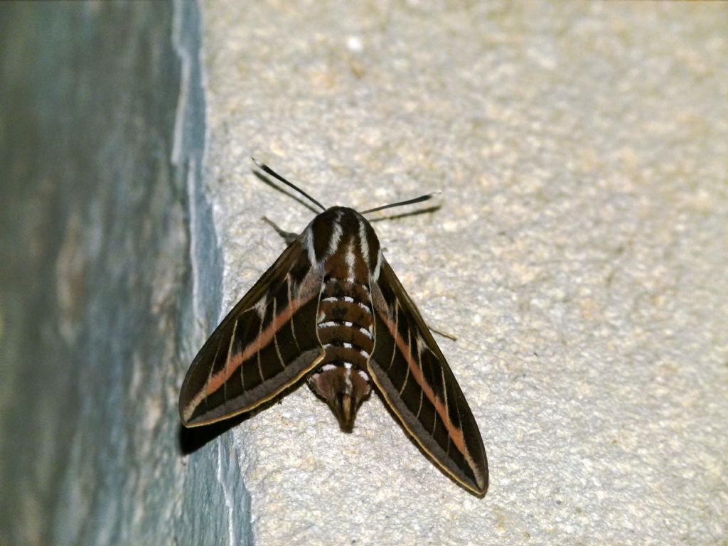 Grossa falena non identificata