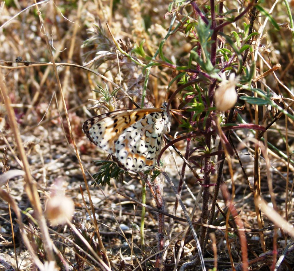 Splendida farfalla da identificare - Melitaea didyma