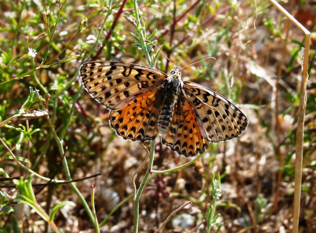 Splendida farfalla da identificare - Melitaea didyma