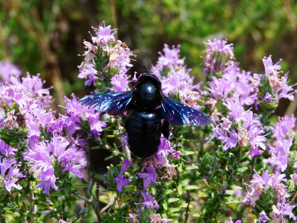 Grande e grosso da identificare: Xylocopa sp.