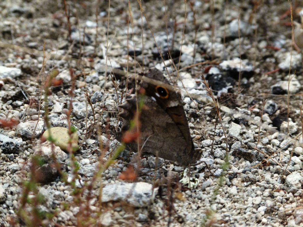 id?