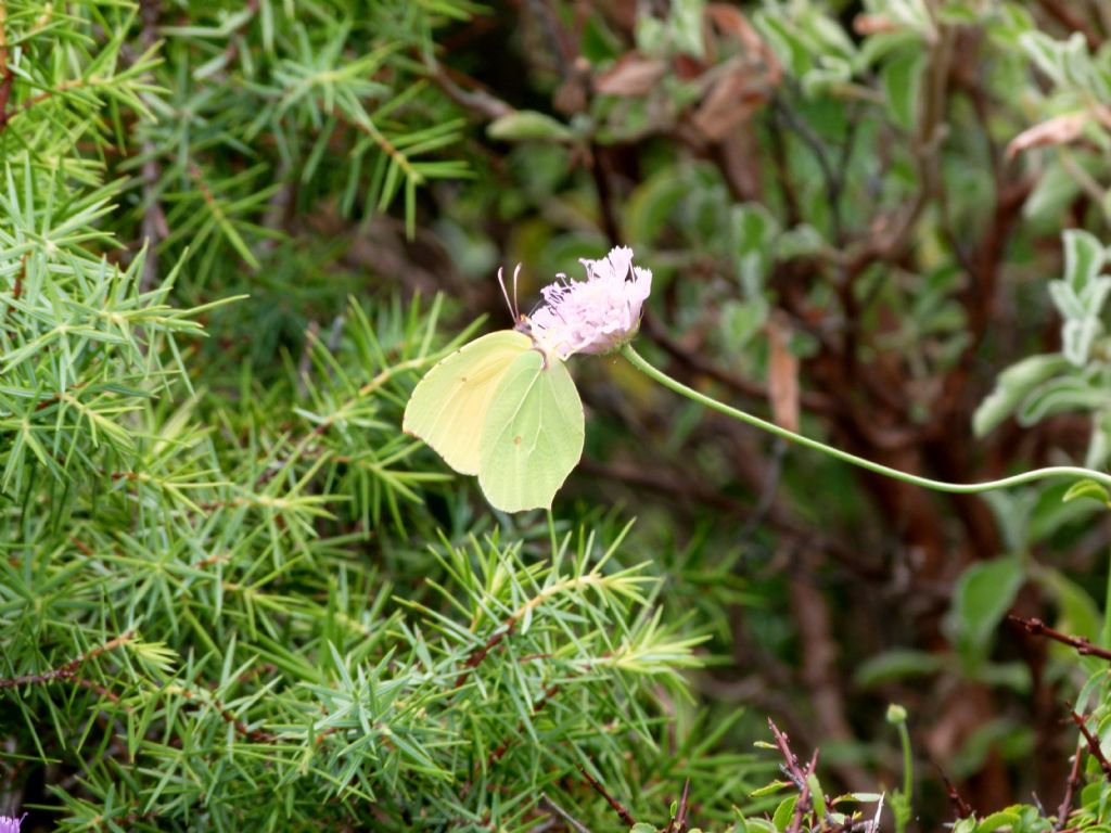 Gonepteryx rhamni?