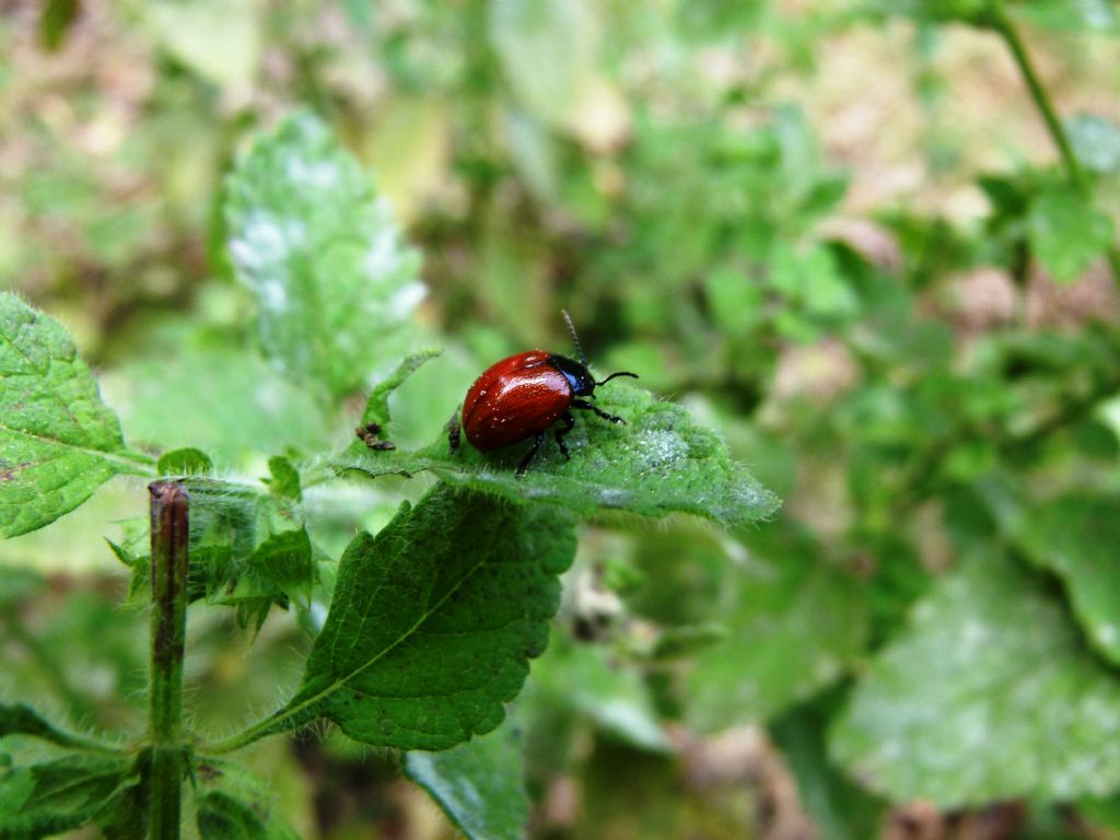 Chrysolina cfr. lutea, Chrysomelidae