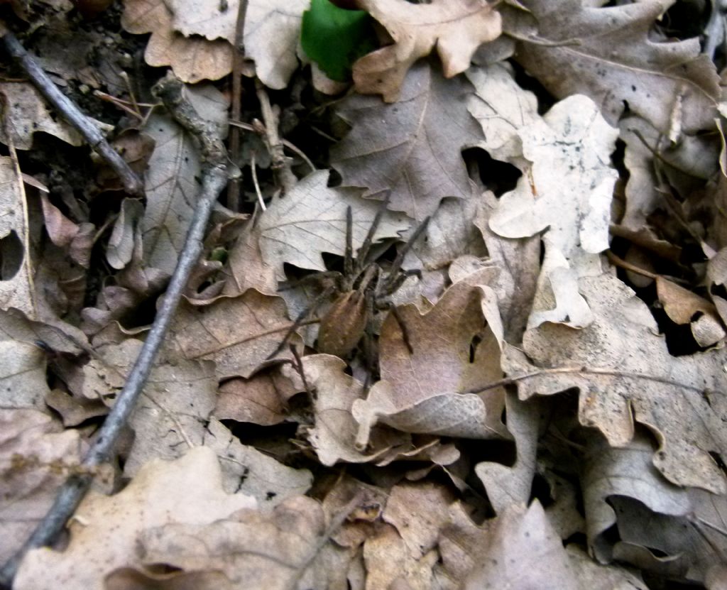 Hogna radiata -