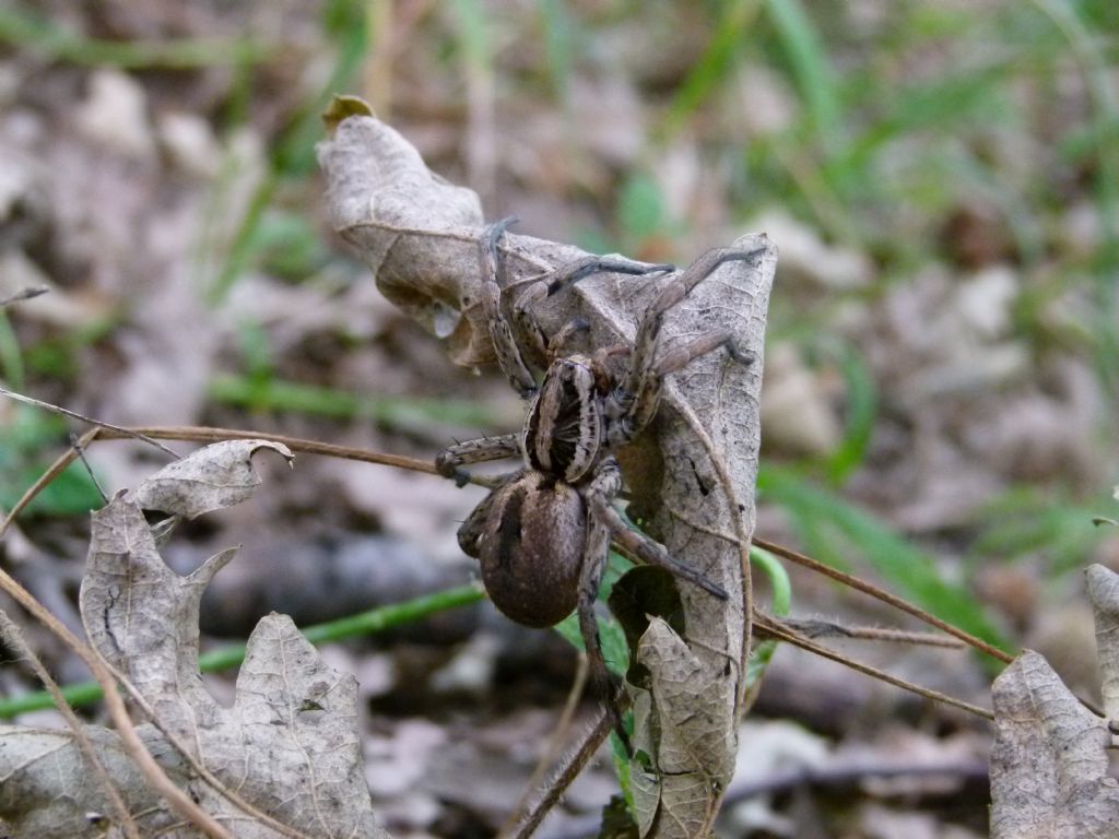 Hogna radiata -