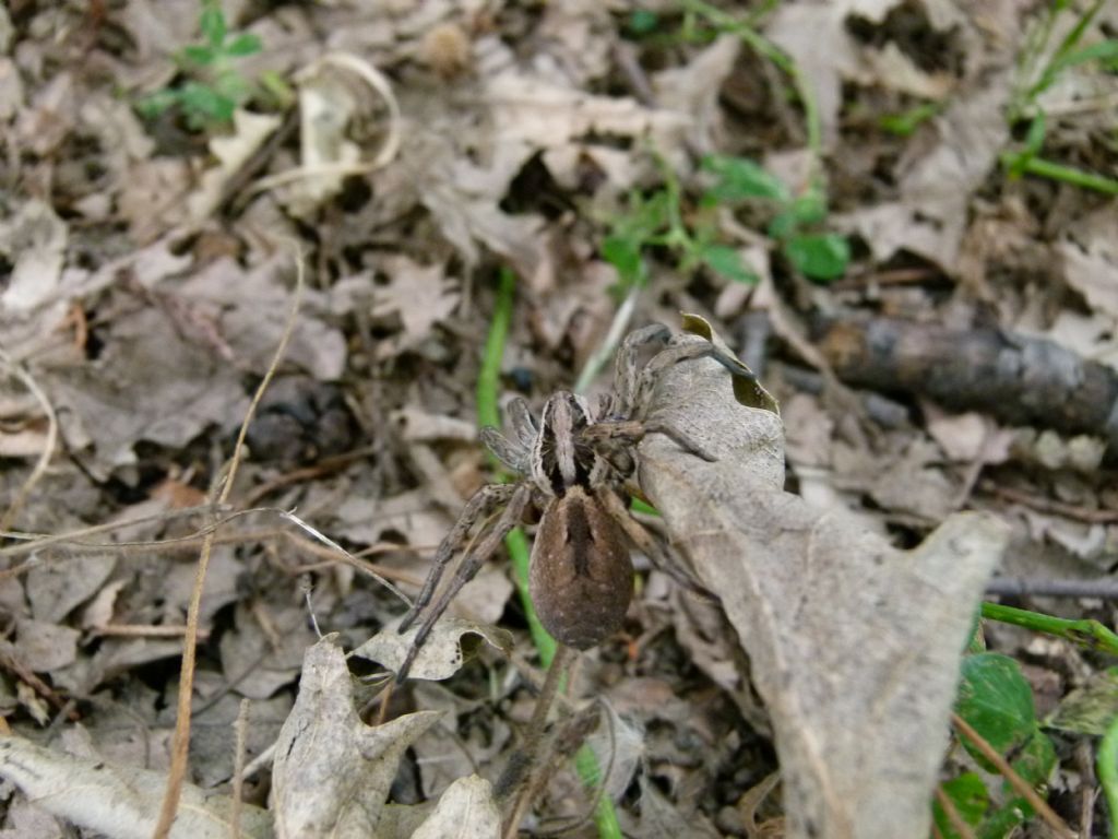 Hogna radiata -