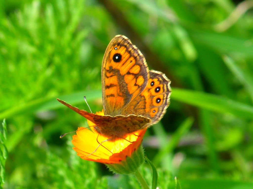 identificazione - Lasiommata megera