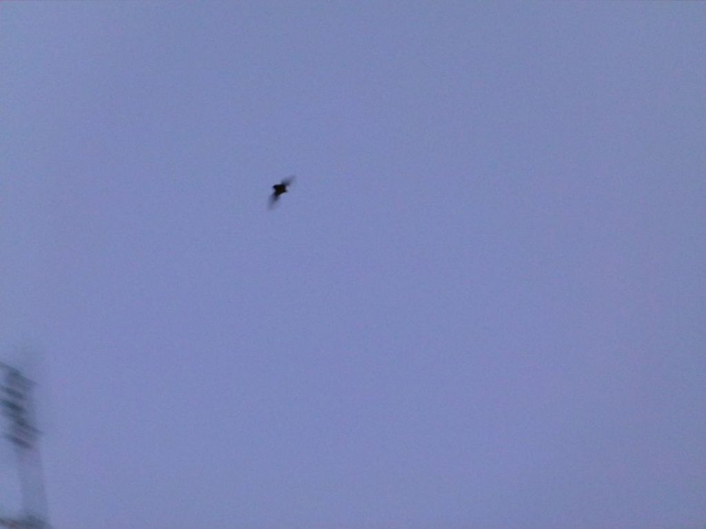 chiroptera