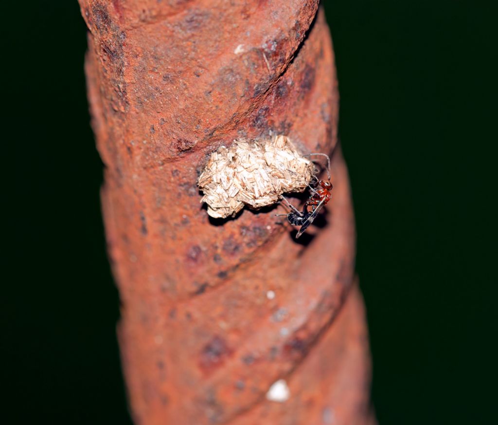 Ichneumonidae Cryptinae, femmina