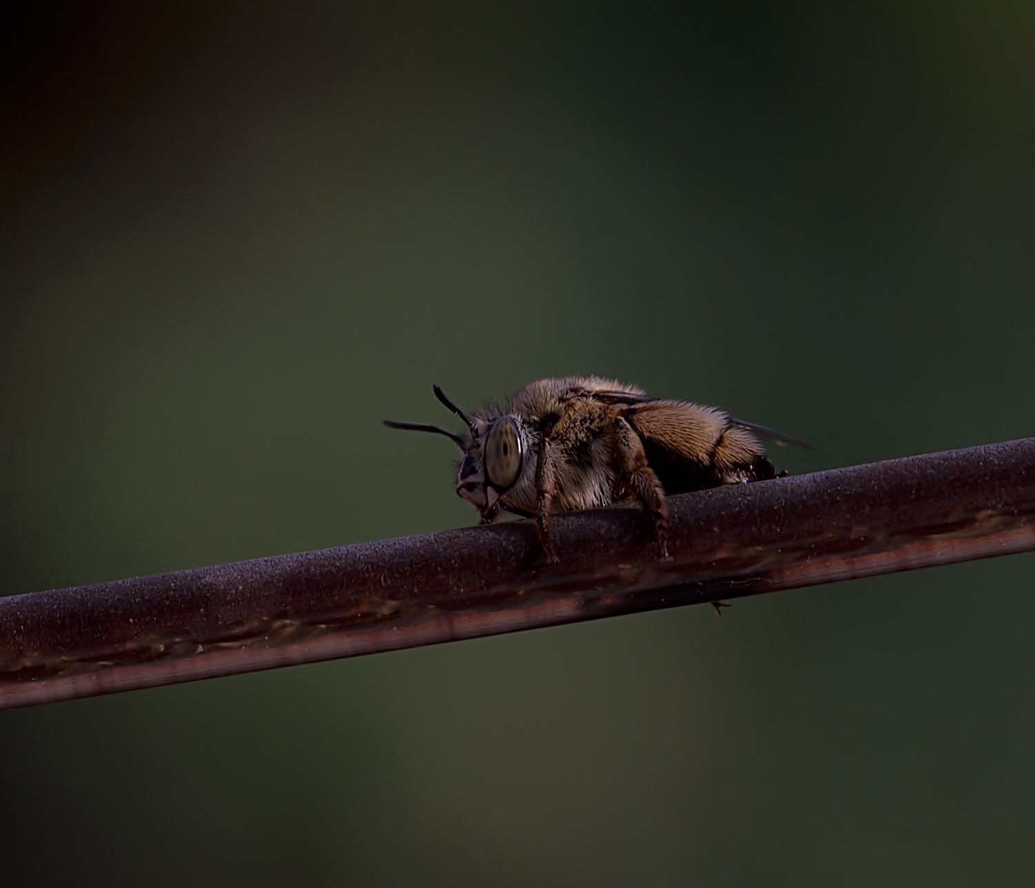 Amegilla magnilabris, femmina (Apidae Anthophorinae)