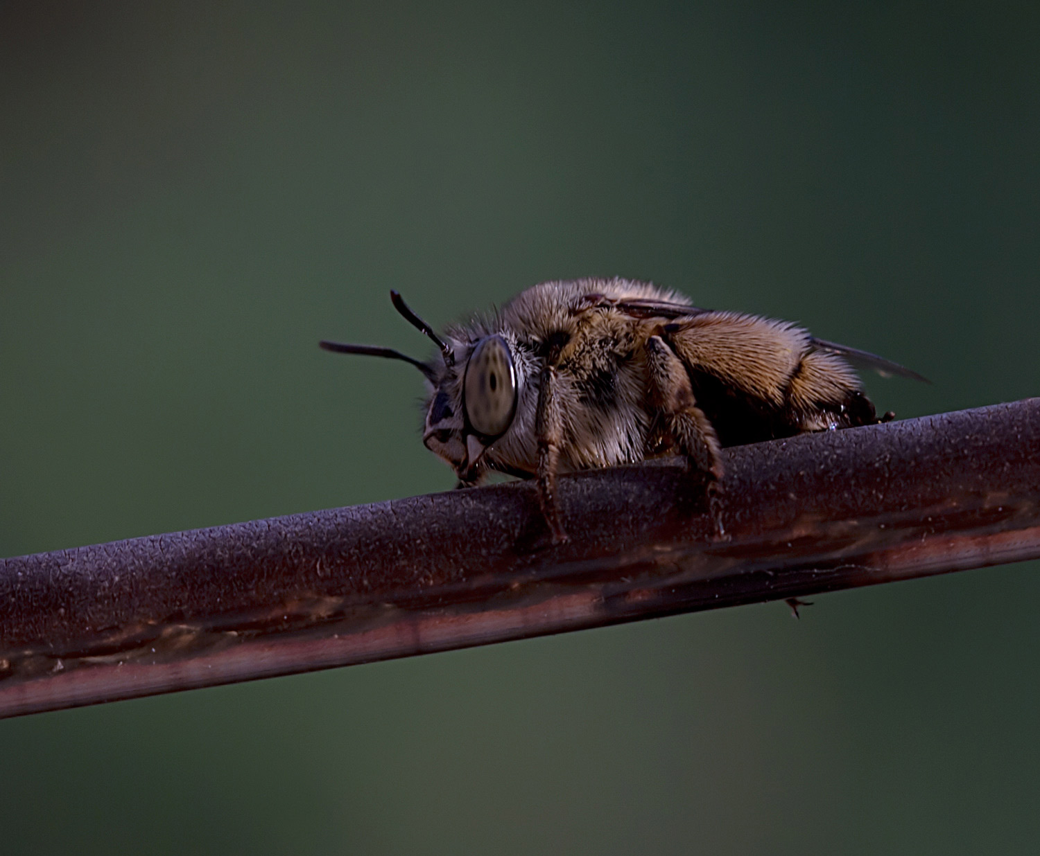 Amegilla magnilabris, femmina (Apidae Anthophorinae)